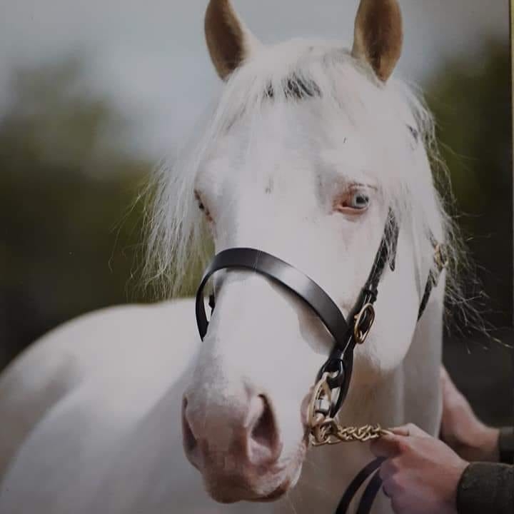 Marklley Stud - Markfield Farm